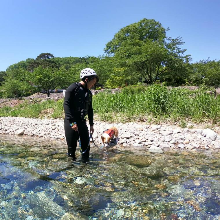 犬と川遊びをする画像